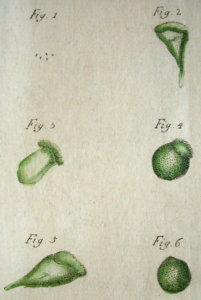 Fig3-Muller-1776