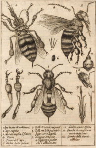 Fig. 2 Stelluti 1630